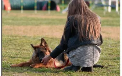 Addestramento cani Covid-19: Verona Dogs ha riaperto in tutta sicurezza