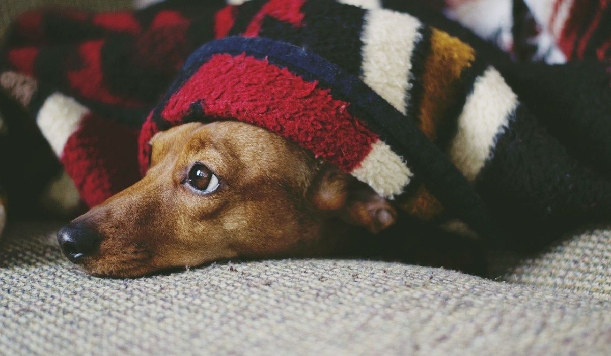 Accoglienza del cane a casa. Un passo importante