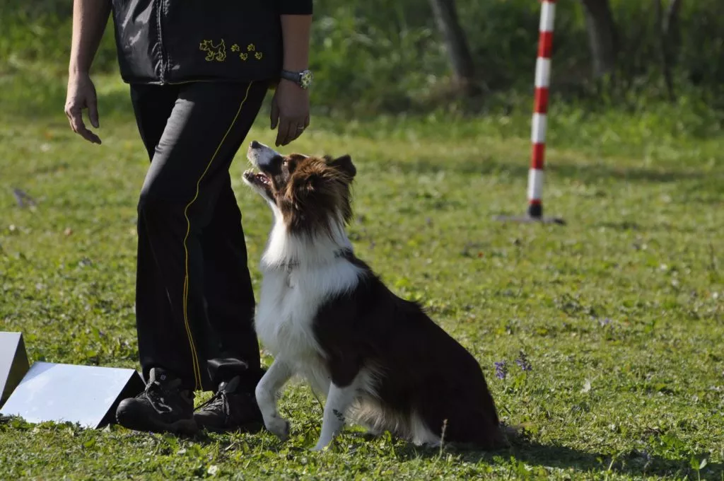 addestramento cani Covid-19 a Verona