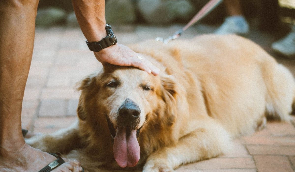 scegliere il proprio cane con cura - una scelta difficile