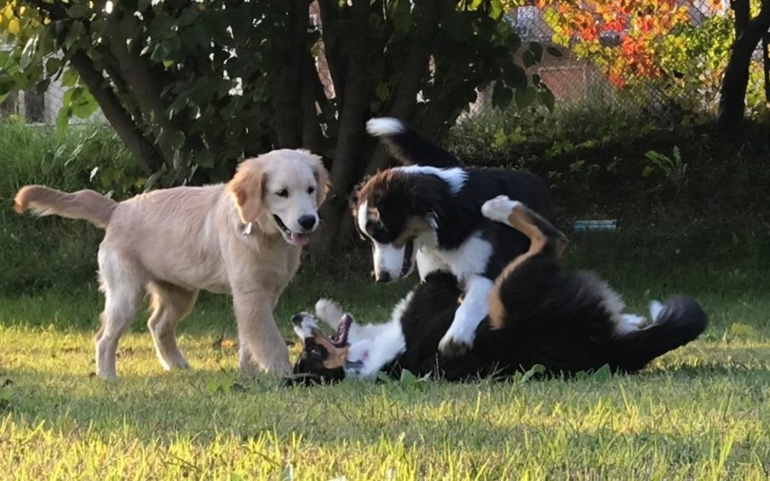 Veronadogs Puppy Class