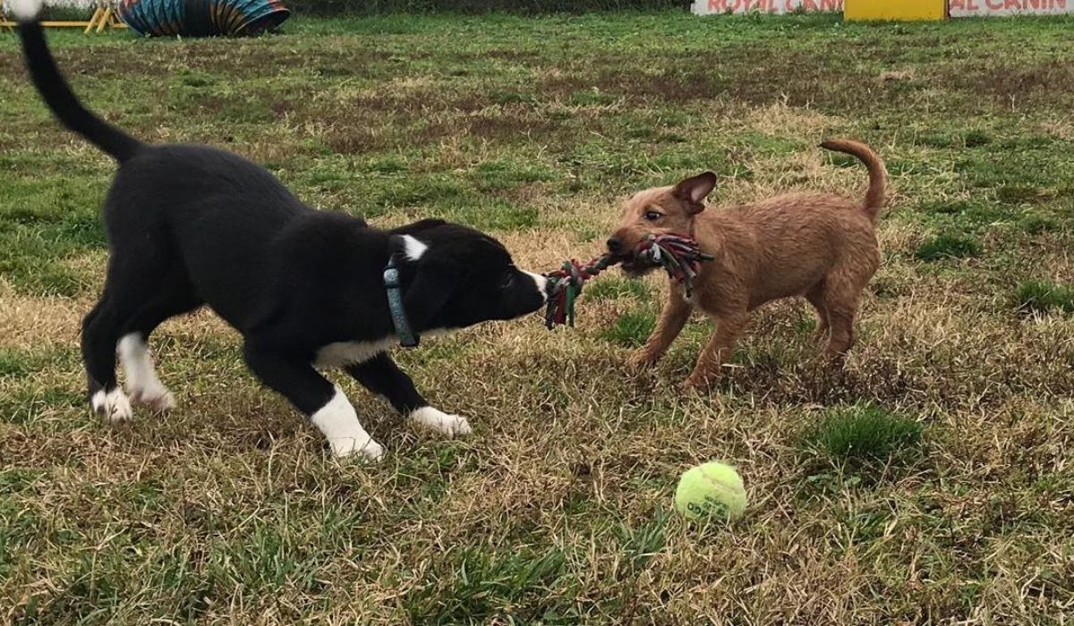 Veronadogs Seth gioca con un altro cucciolo