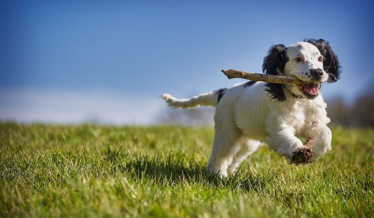 Veronadogs un cane gioca con il bastone