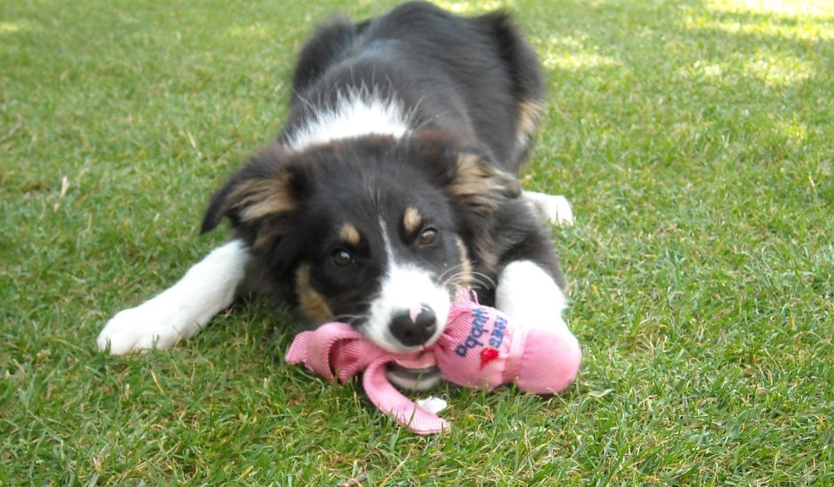 Veronadogs un cucciolo che gioca