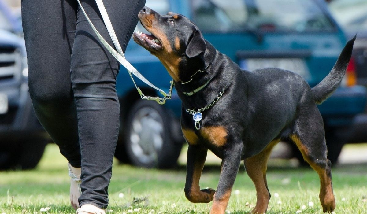 cane e proprierario si recano in un corso cinofilo