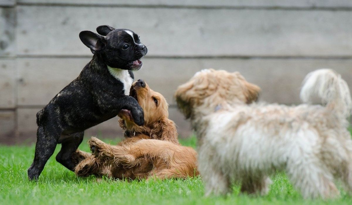 cuccioli giocano insieme