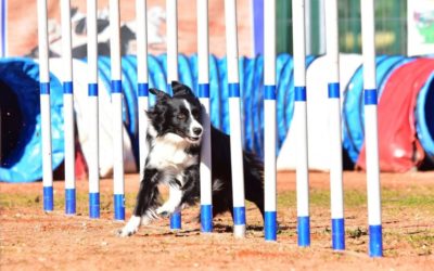 Agility Dog: cos’è e quali sono i suoi benefici