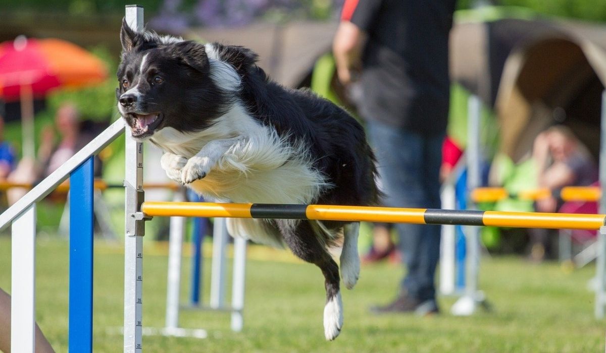 veronadogs - cane che fa agility