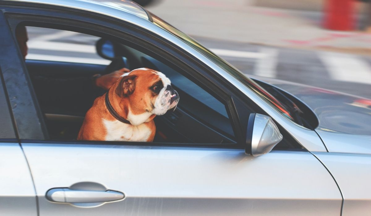 veronadogs adozione cane strutture vicine - il viaggio in auto