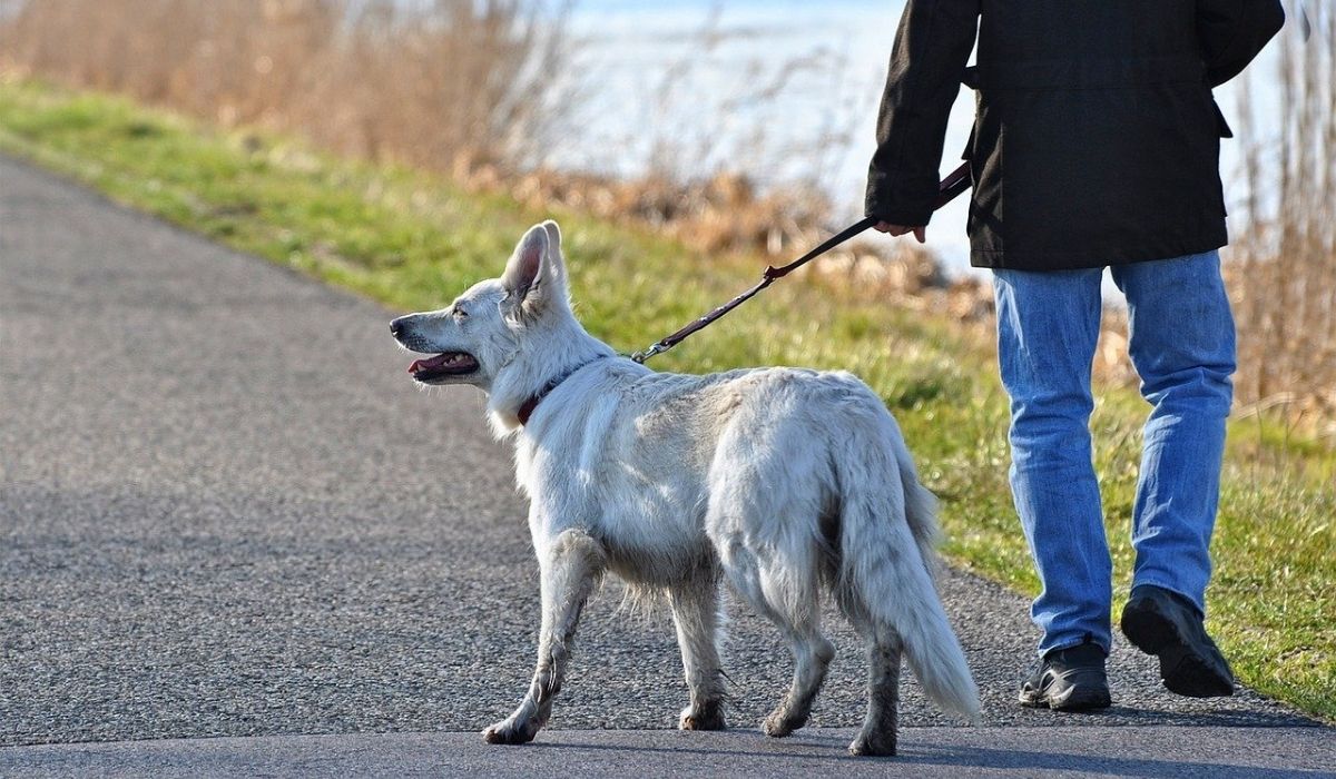 veronadogs - fare la passeggiata con un cane è un impegno