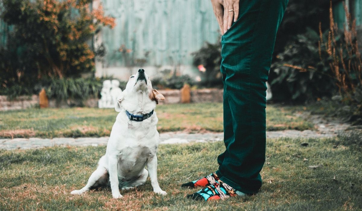 veronadogs - momento di condivisione con il cane