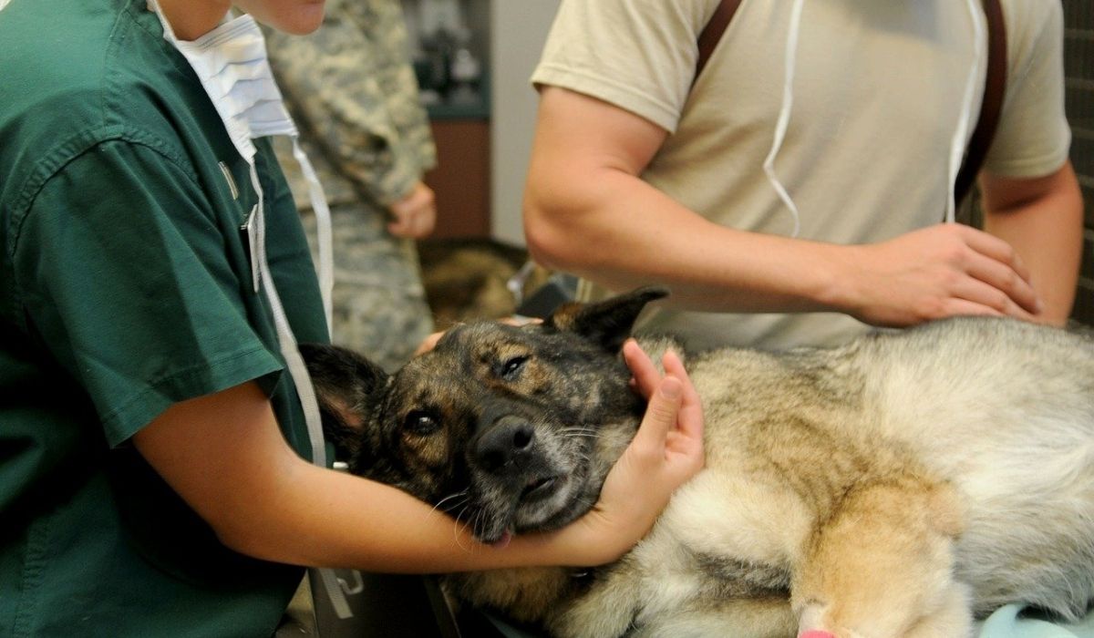 veronadogs - un cane dal veterinario