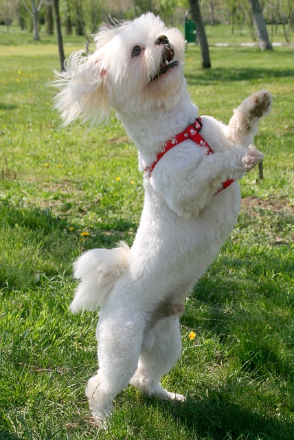 cagnolino ballerino